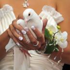 Witte duiven, Bruidsduiven